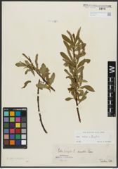 Foto von Salix alba L. x Salix fragilis L.
